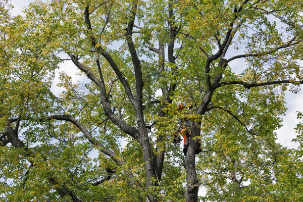 Best Tree Disease Treatment  in Bethel Acres, OK